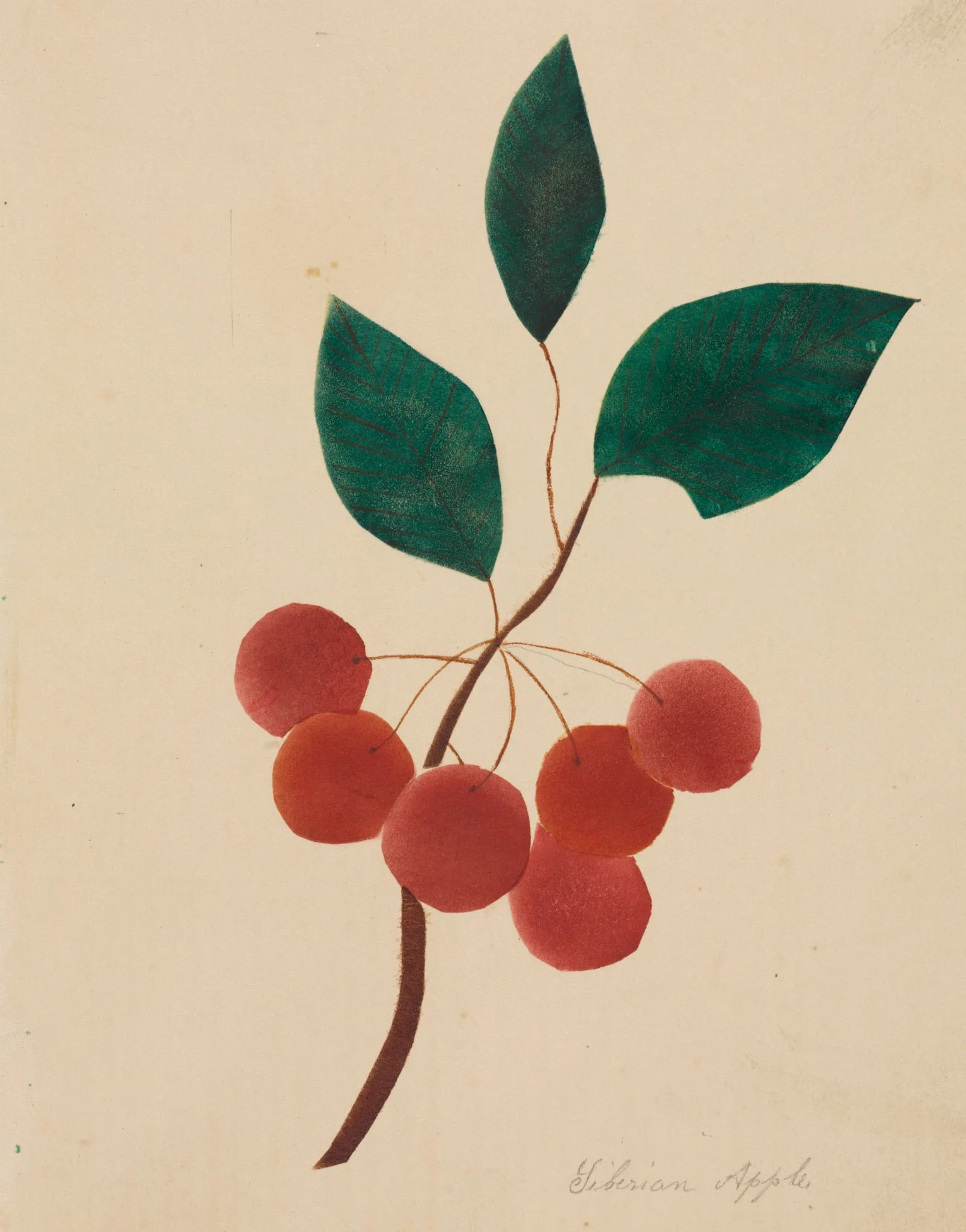 Siberian Apple, by Mary Altha Nims, 1804