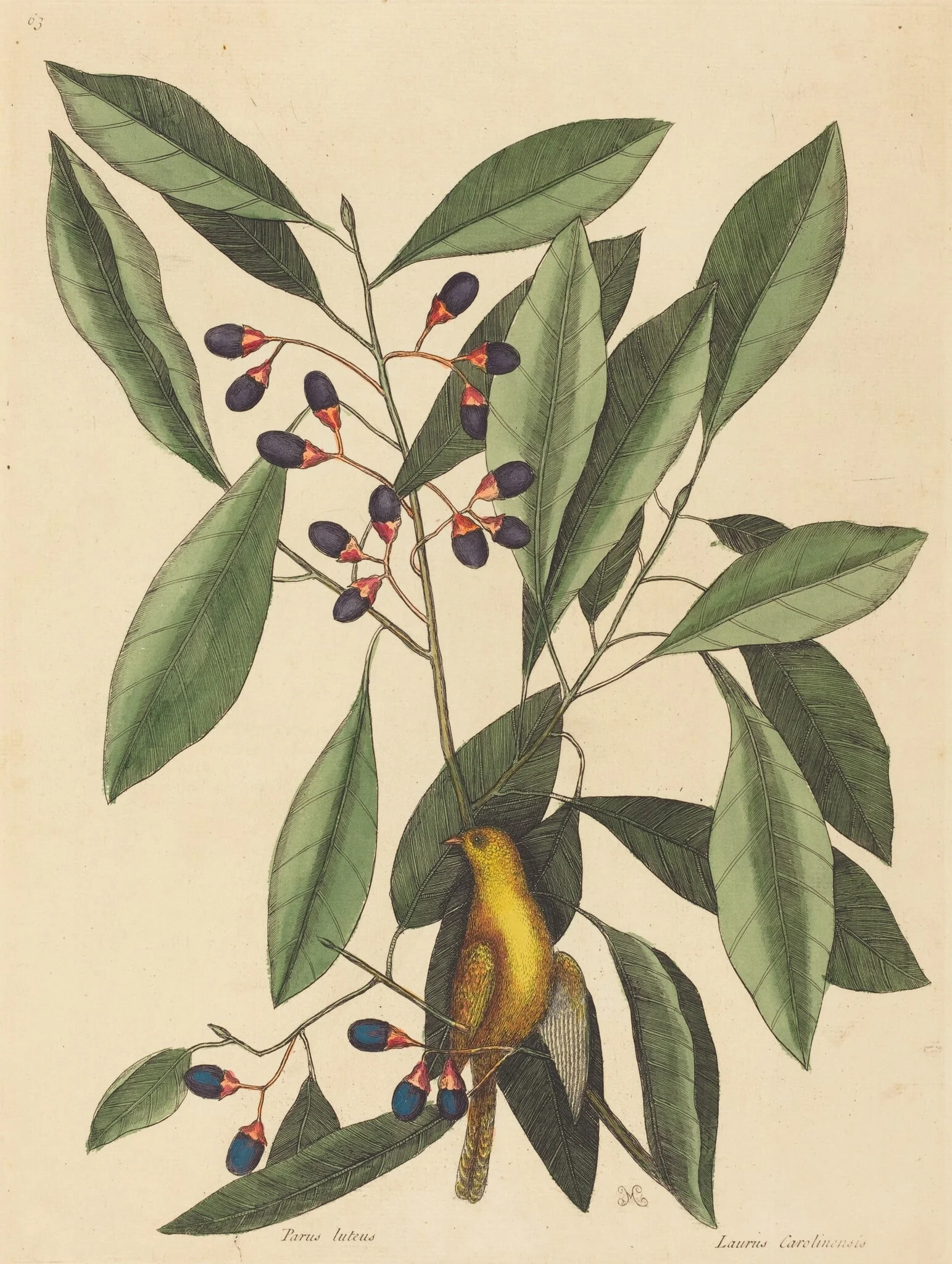 The Yellow Titmouse (Motacilla trochilus)