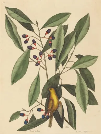 The Yellow Titmouse (Motacilla trochilus)