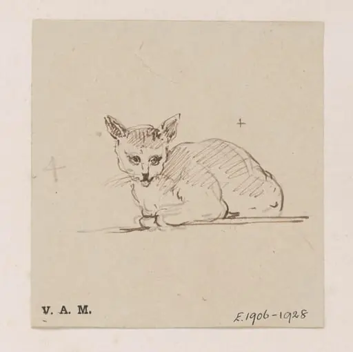A cat