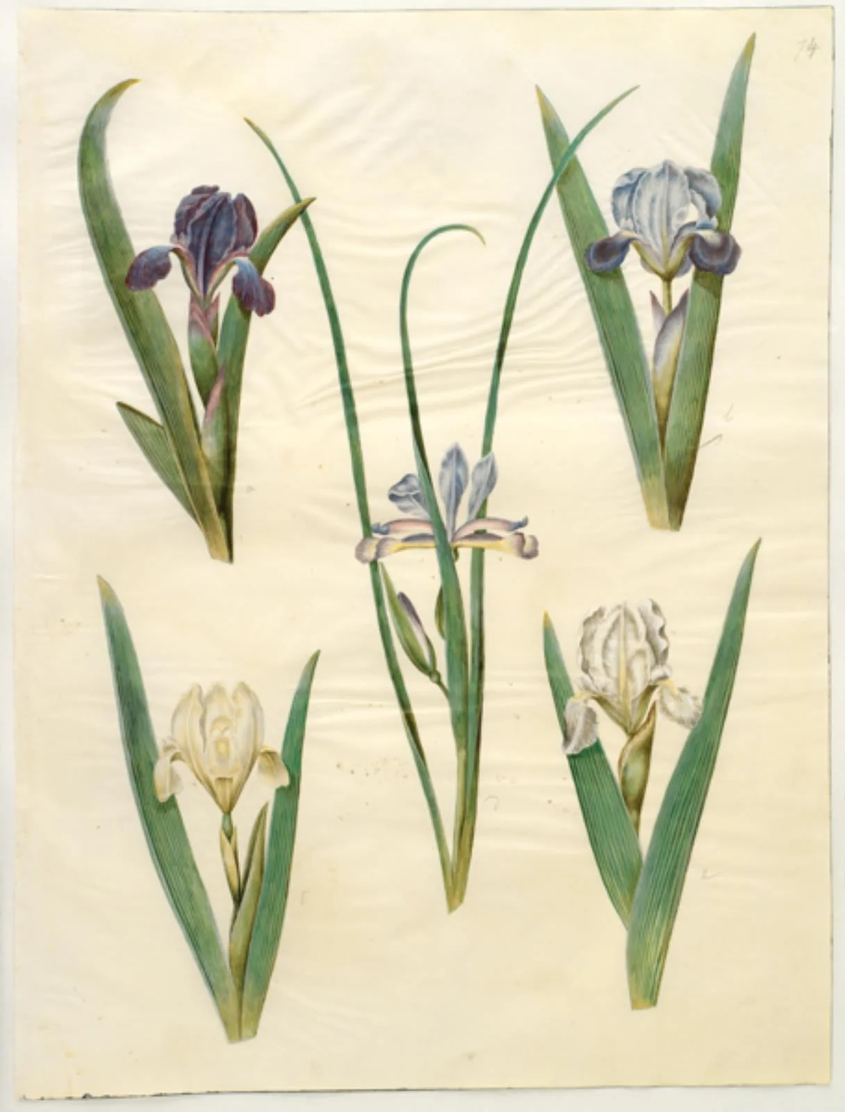 Iris pumila (lav iris) eller Iris lutescens (dværg-iris); Iris graminea (græsbladet iris), by Unknown, unspecified, 1654