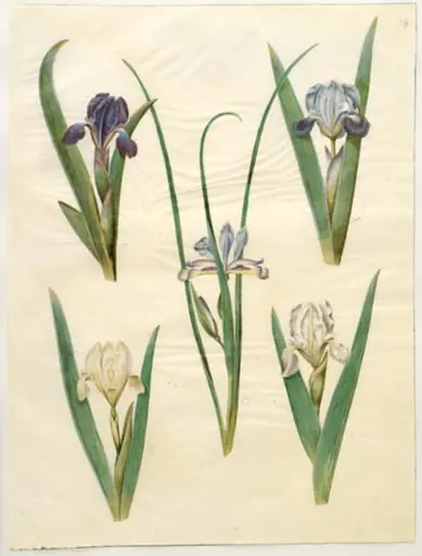 Iris pumila (lav iris) eller Iris lutescens (dværg-iris); Iris graminea (græsbladet iris)