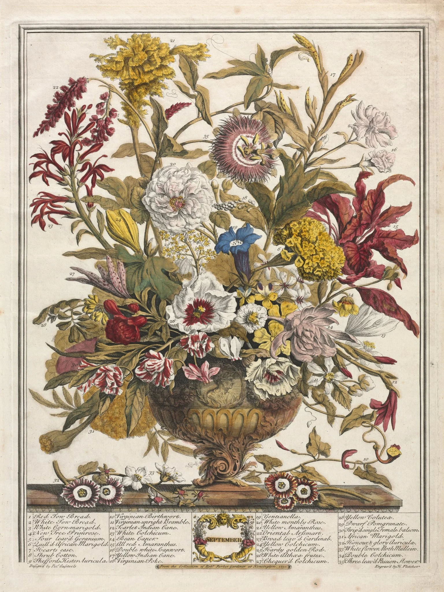 Twelve Months of Flowers:  September, by Henry Fletcher, 1730