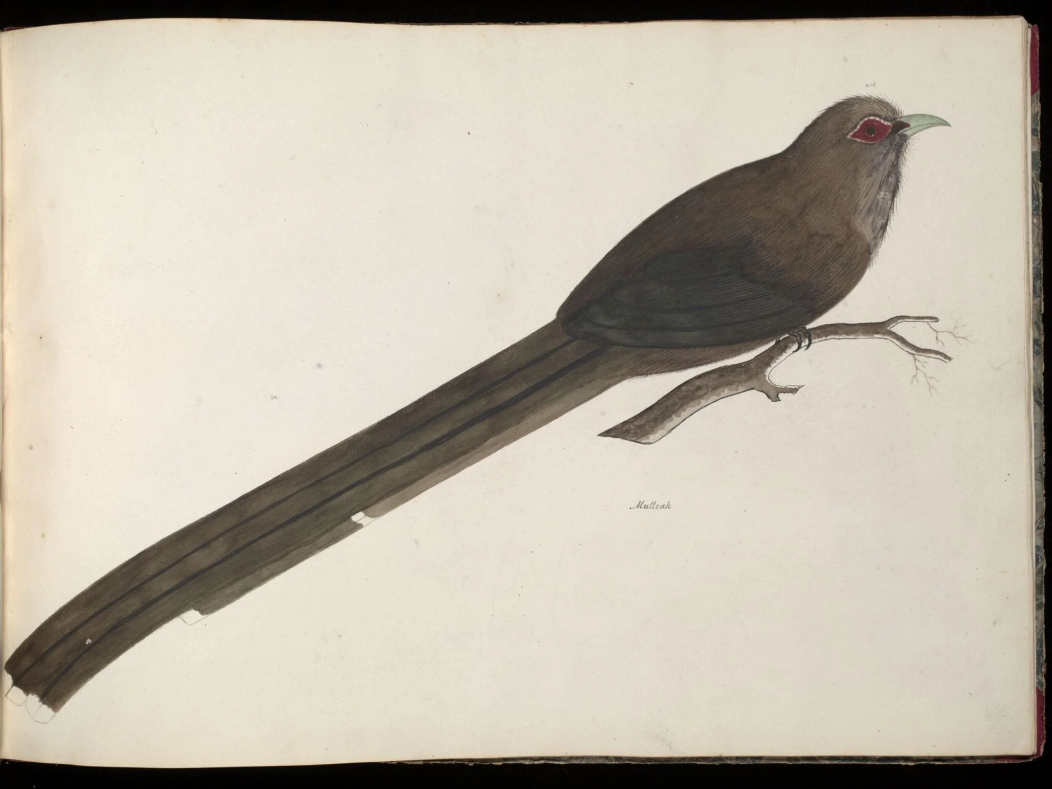 Large green malkoha, by Unknown, paint, 1826