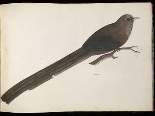 Large green malkoha