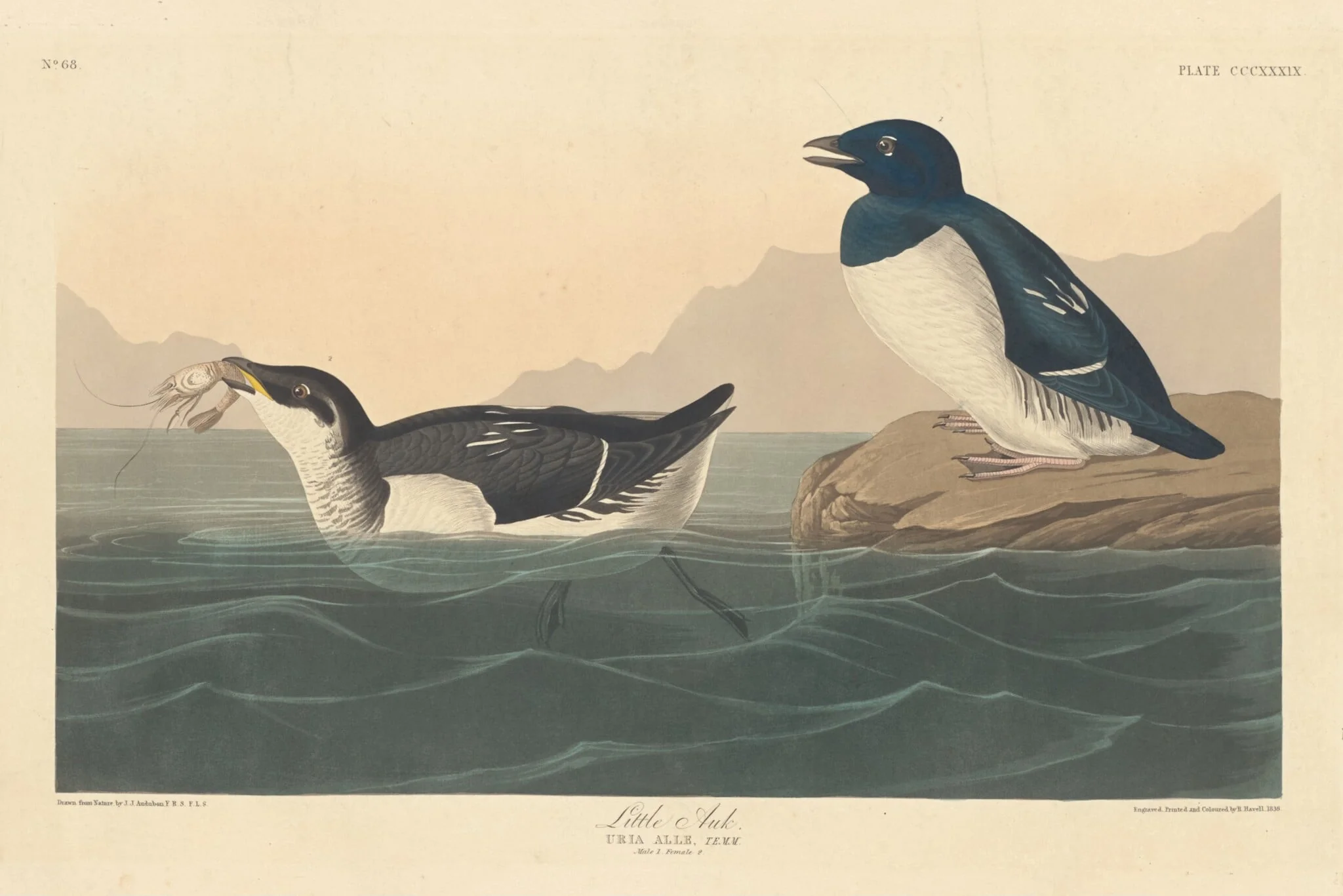 Little Auk, by Robert Havell Jr., ink, 1836