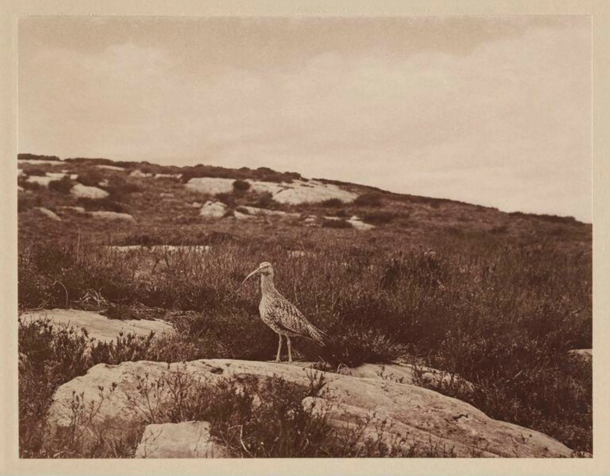 Curlew, by Zoological Photographic Club, photographic