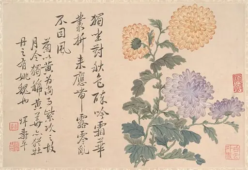 清   惲壽平 菊花圖  冊頁|Chrysanthemums