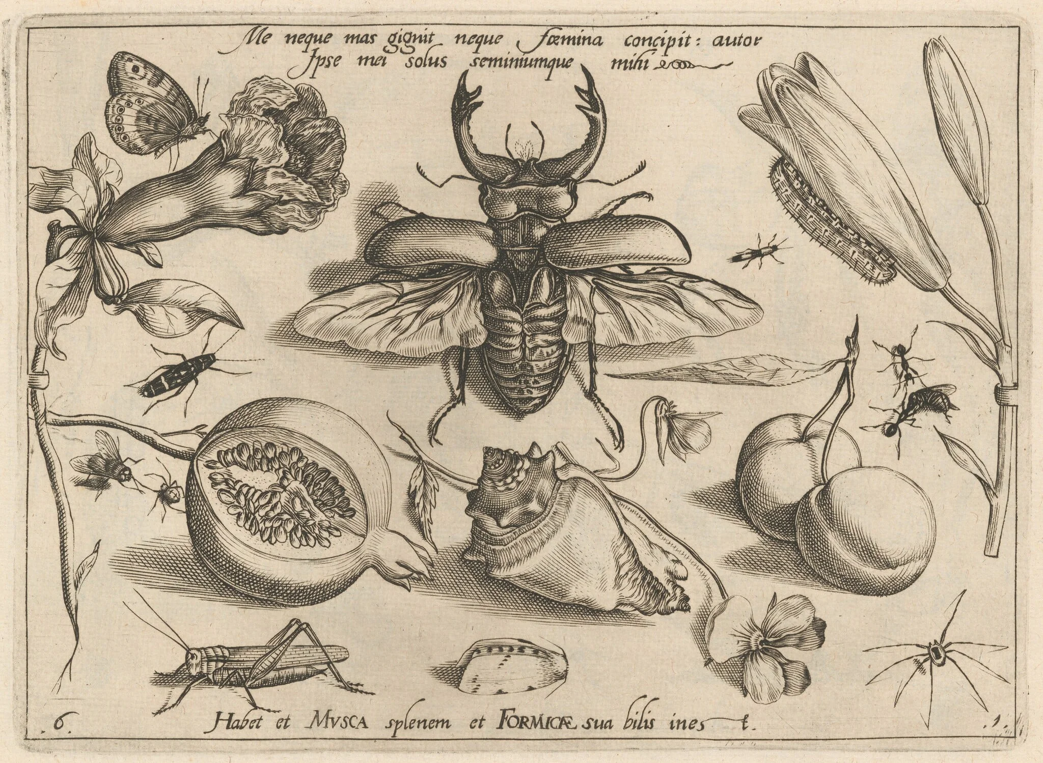 Archetypa studiaque patris Georgii Hoefnagelii [Part 1, Plate 6], by Jacob Hoefnagel, ink, 1592