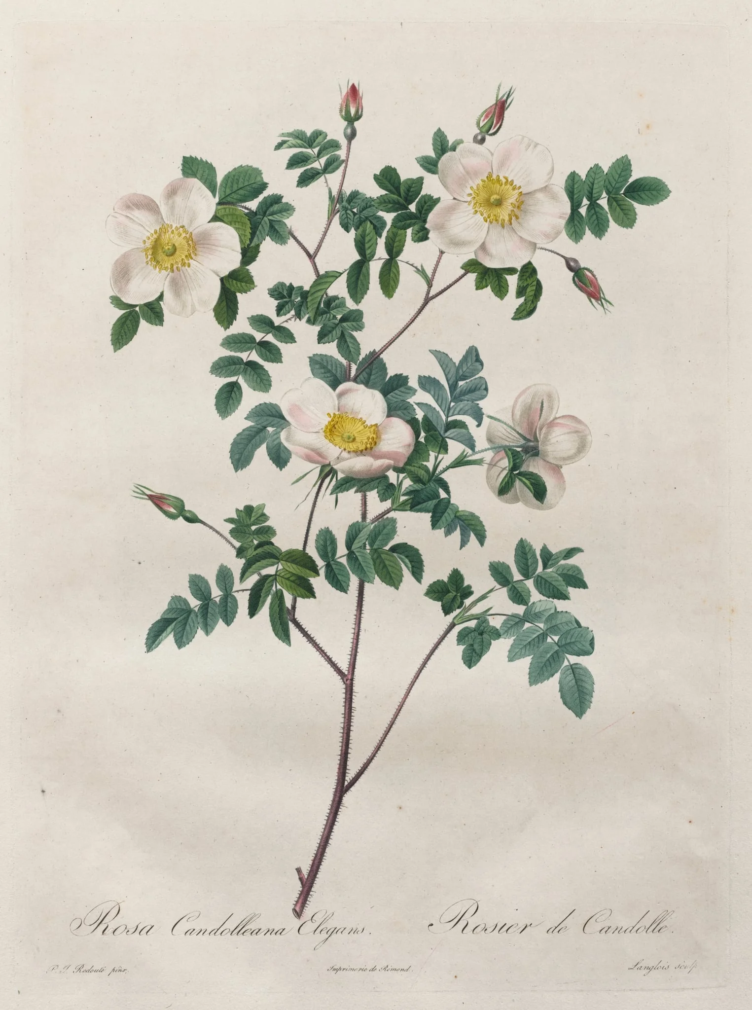 Les Roses:  Rosa Candolleana Elegans, by Henry Joseph Redouté, 1820