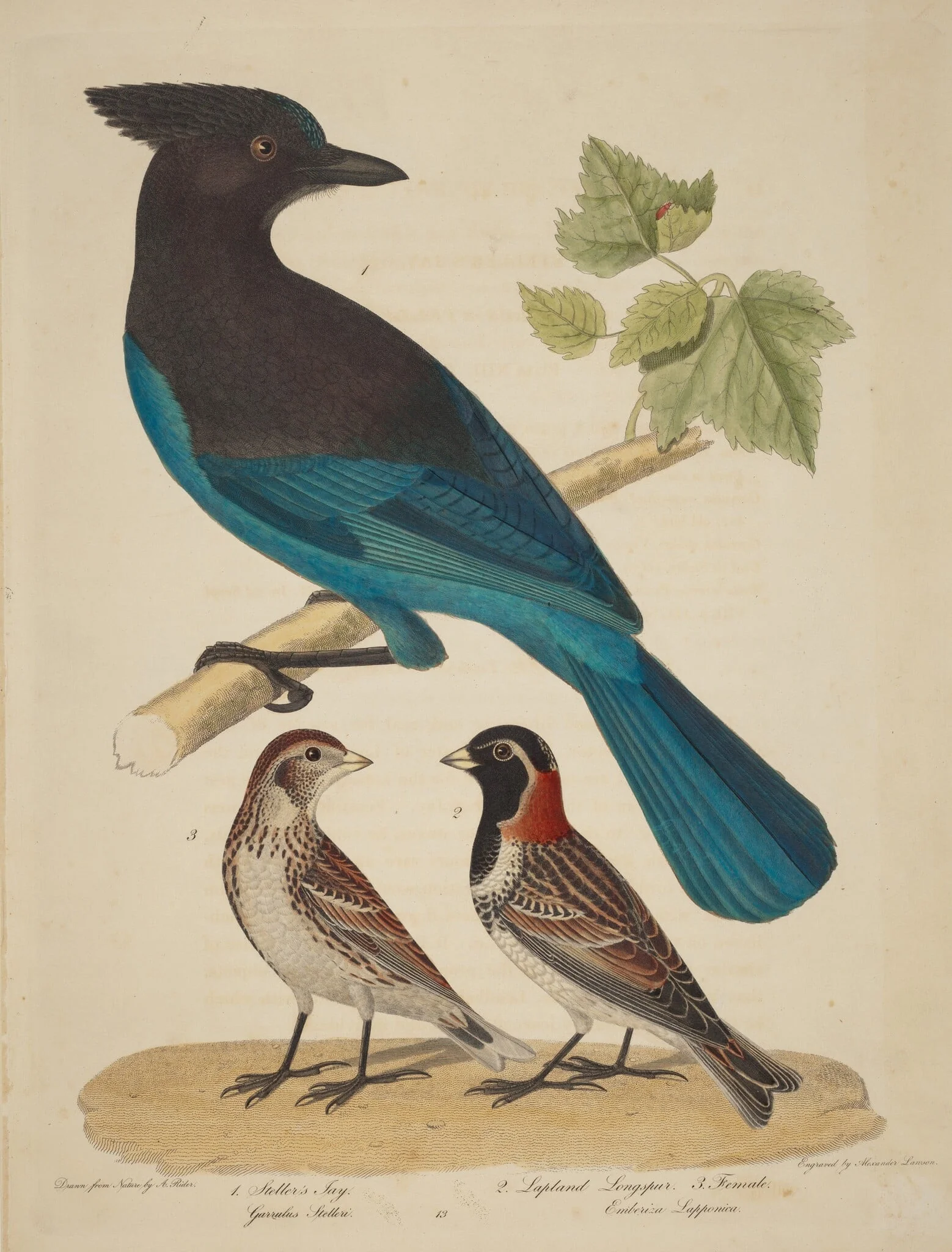 Stellar's Jay, Lapland Longspur and Female