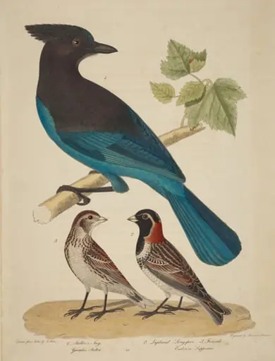 Stellar's Jay, Lapland Longspur and Female