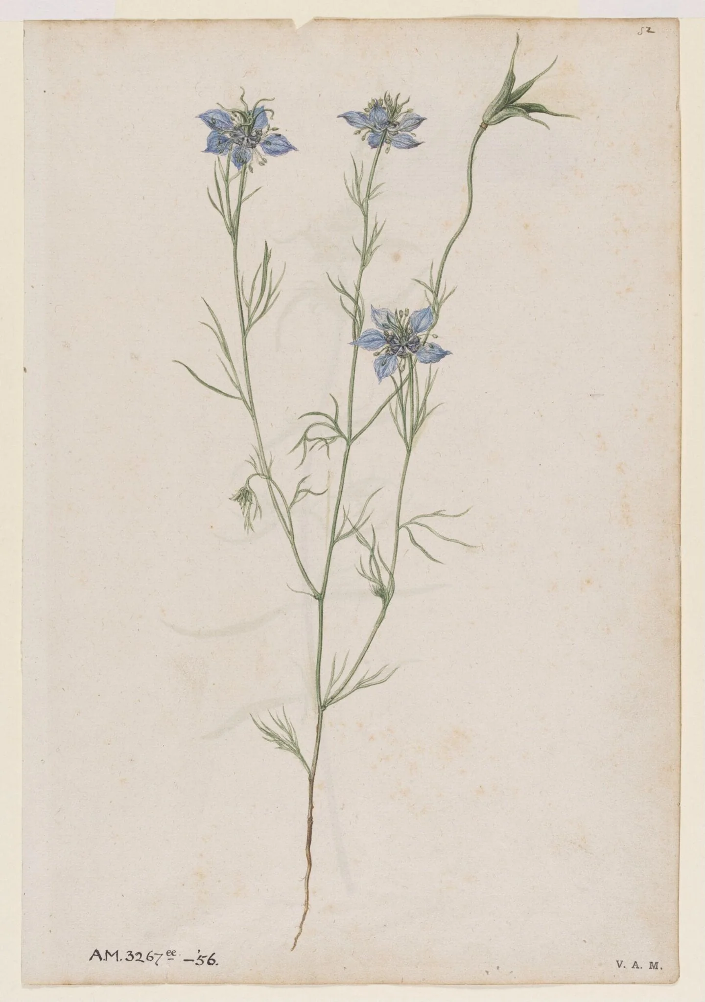 Love-in-a-mist; Field cow-wheat, by Jacques Le Moyne de Morgues, watercolor, 1568