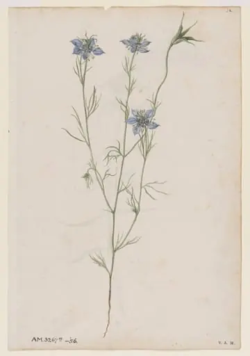 Love-in-a-mist; Field cow-wheat
