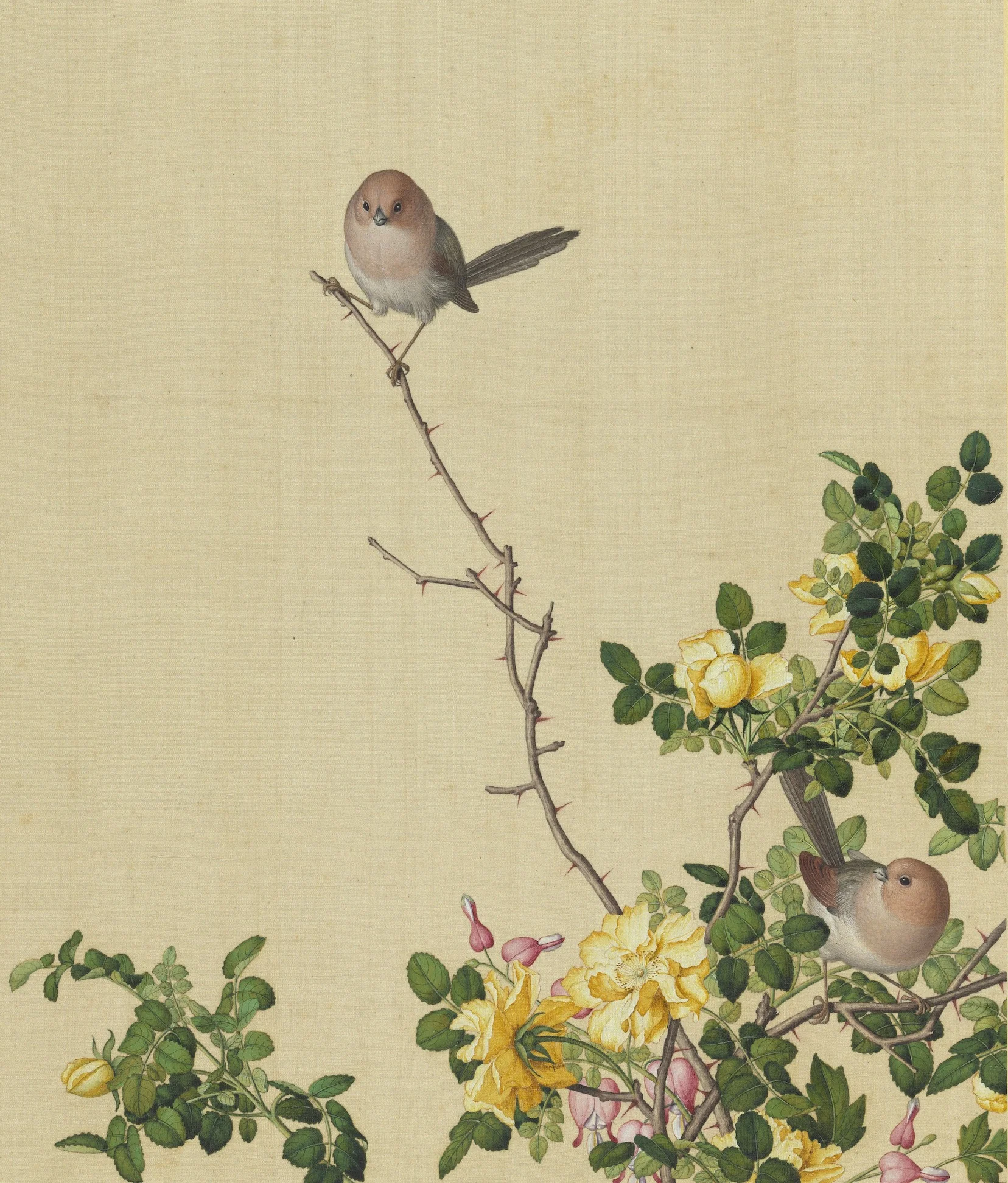 Rose and Peony, by Giuseppe Castiglione, unspecified, 1728