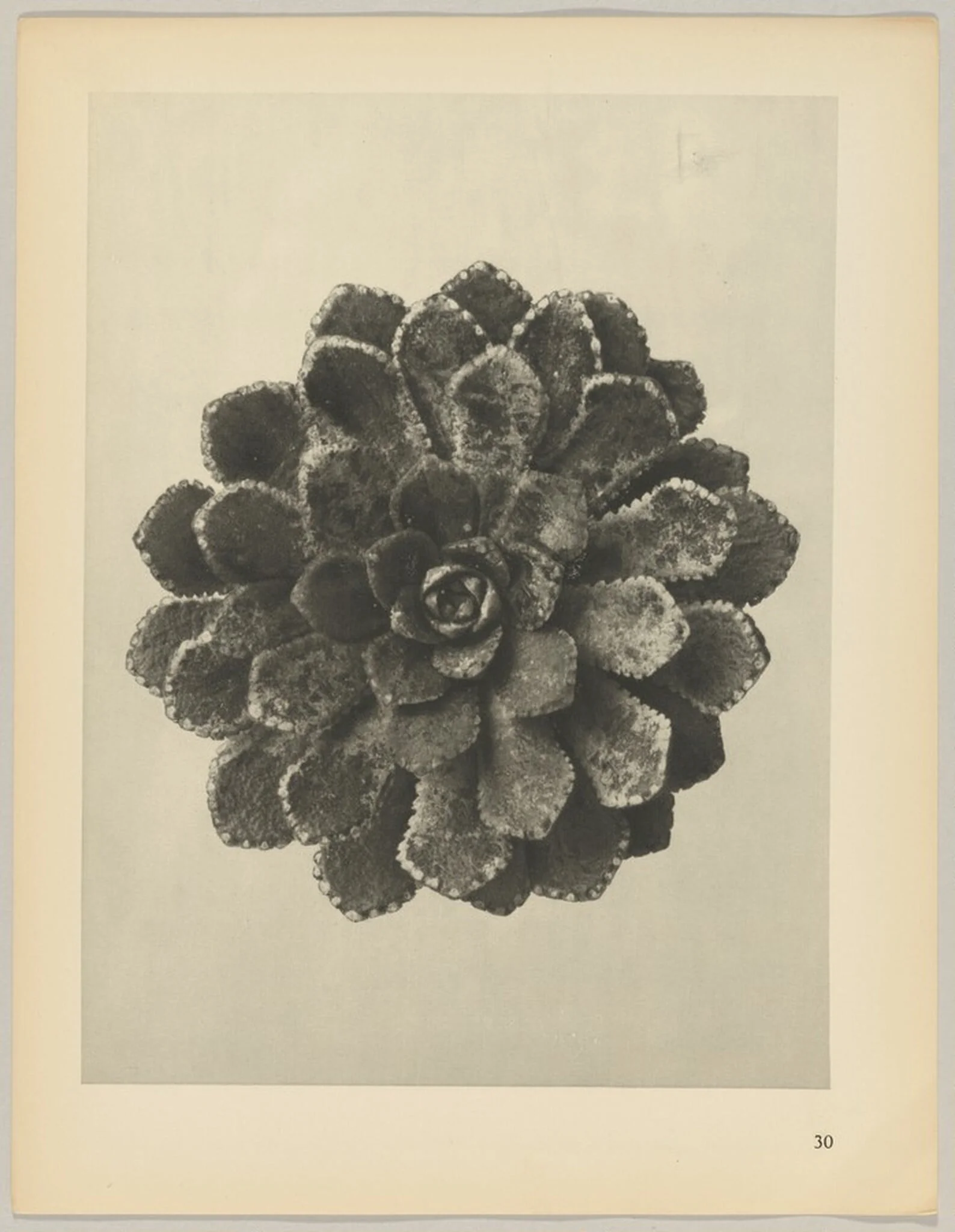 Saxifraga aizoon