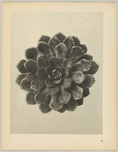 Saxifraga aizoon