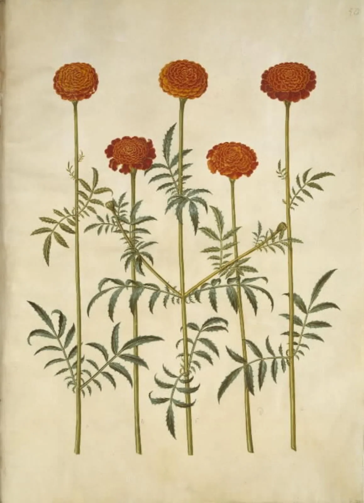 Tagetes patula (udspærret fløjlsblomst), by Unknown, unspecified, 1654