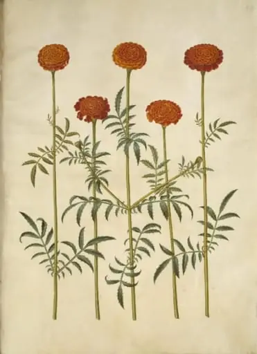 Tagetes patula (udspærret fløjlsblomst)