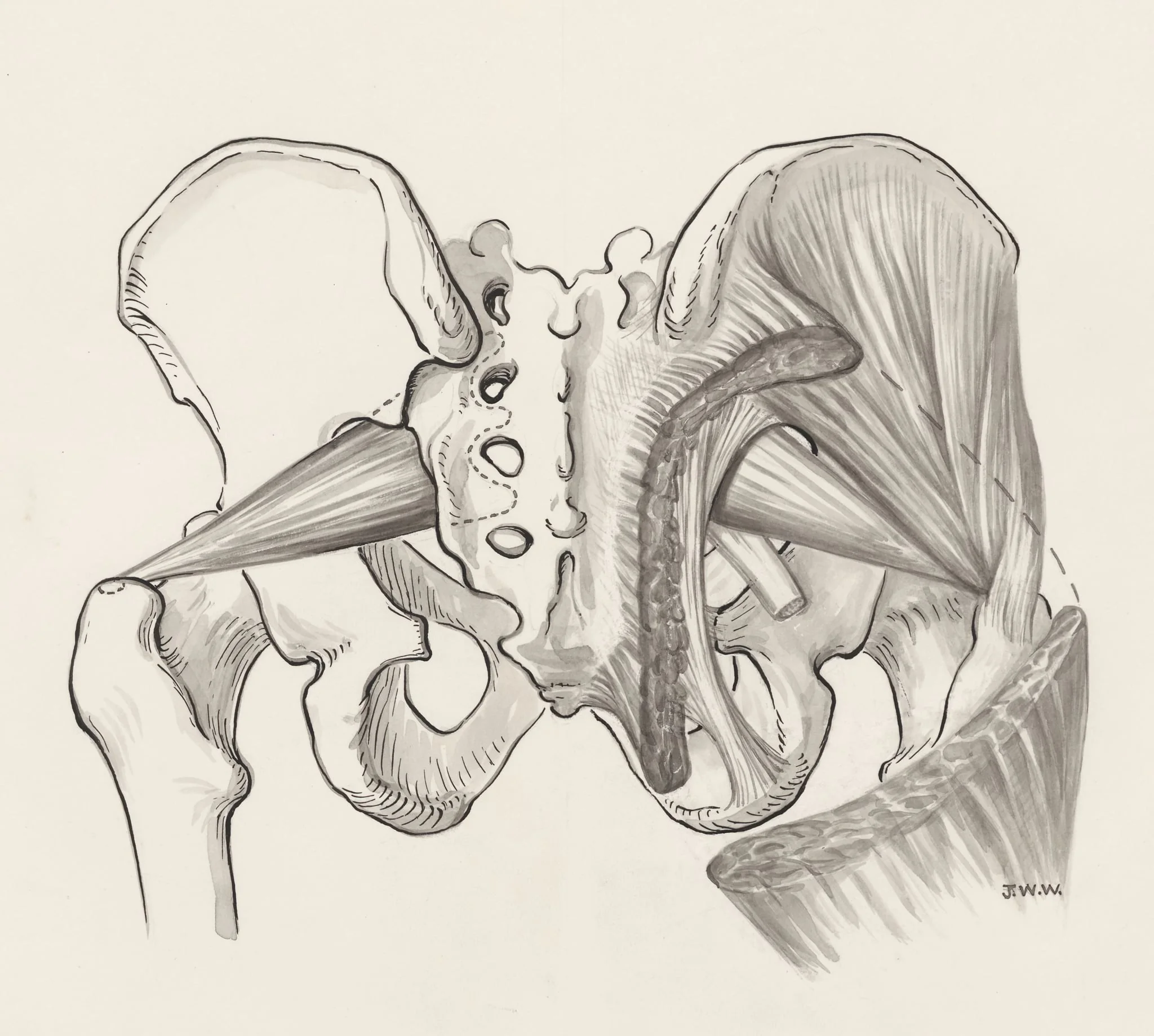 Muscular tissue of the pelvis