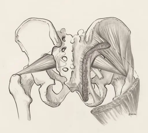 Muscular tissue of the pelvis