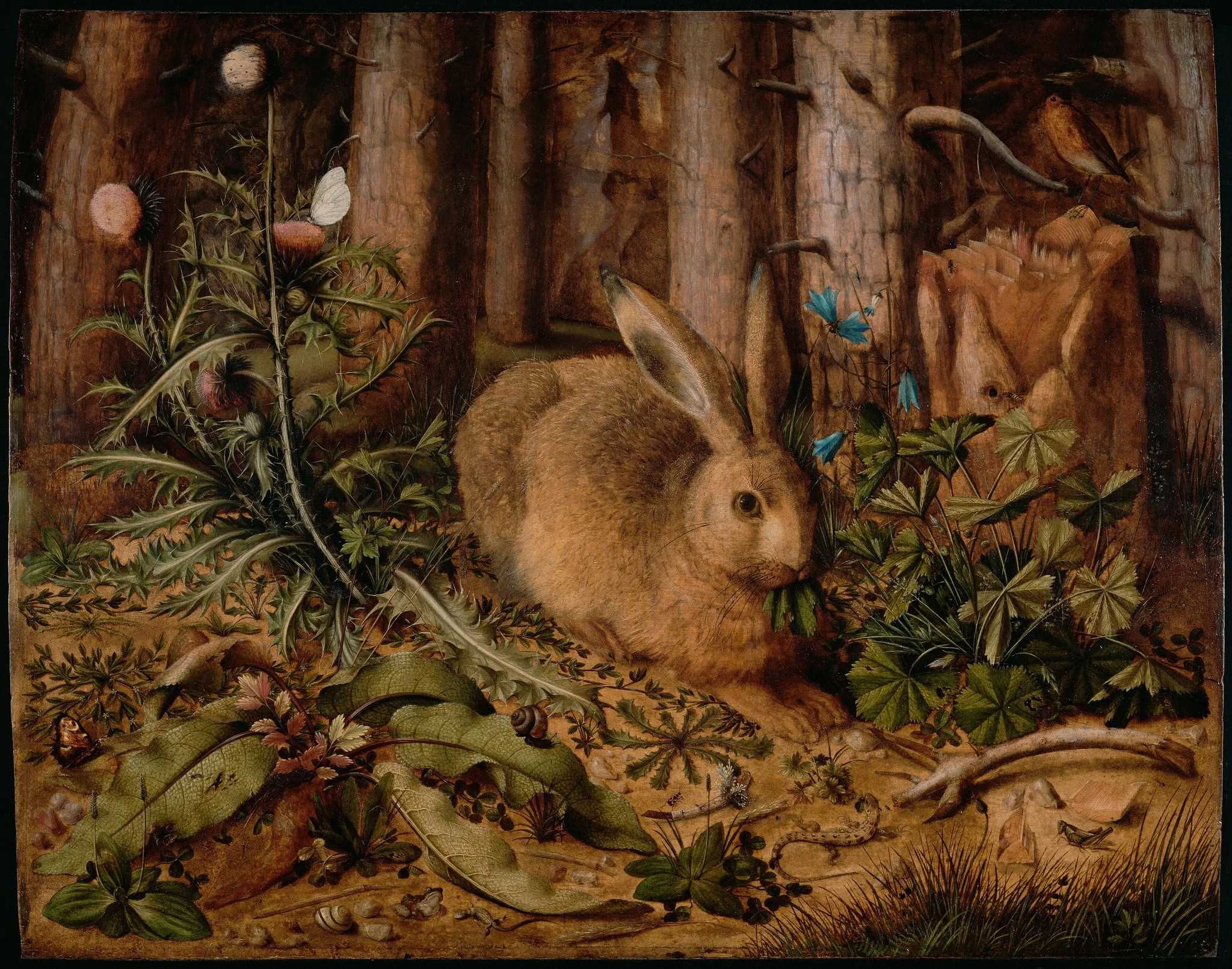 A Hare in the Forest
