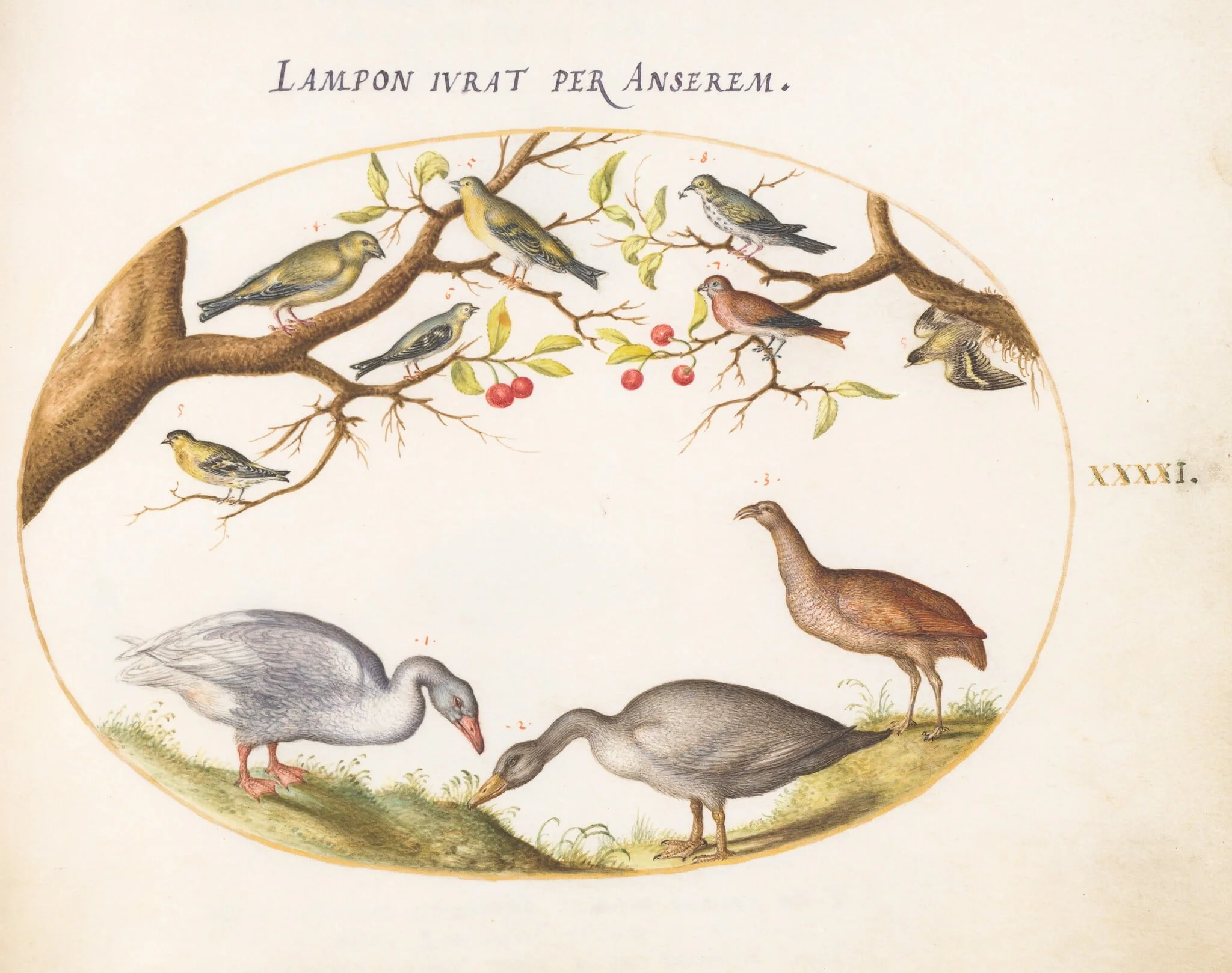 Plate 41: Two Gray Geese with Songbirds in a Cherry Tree, by Joris Hoefnagel, gouache, 1594