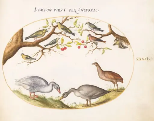 Plate 41: Two Gray Geese with Songbirds in a Cherry Tree
