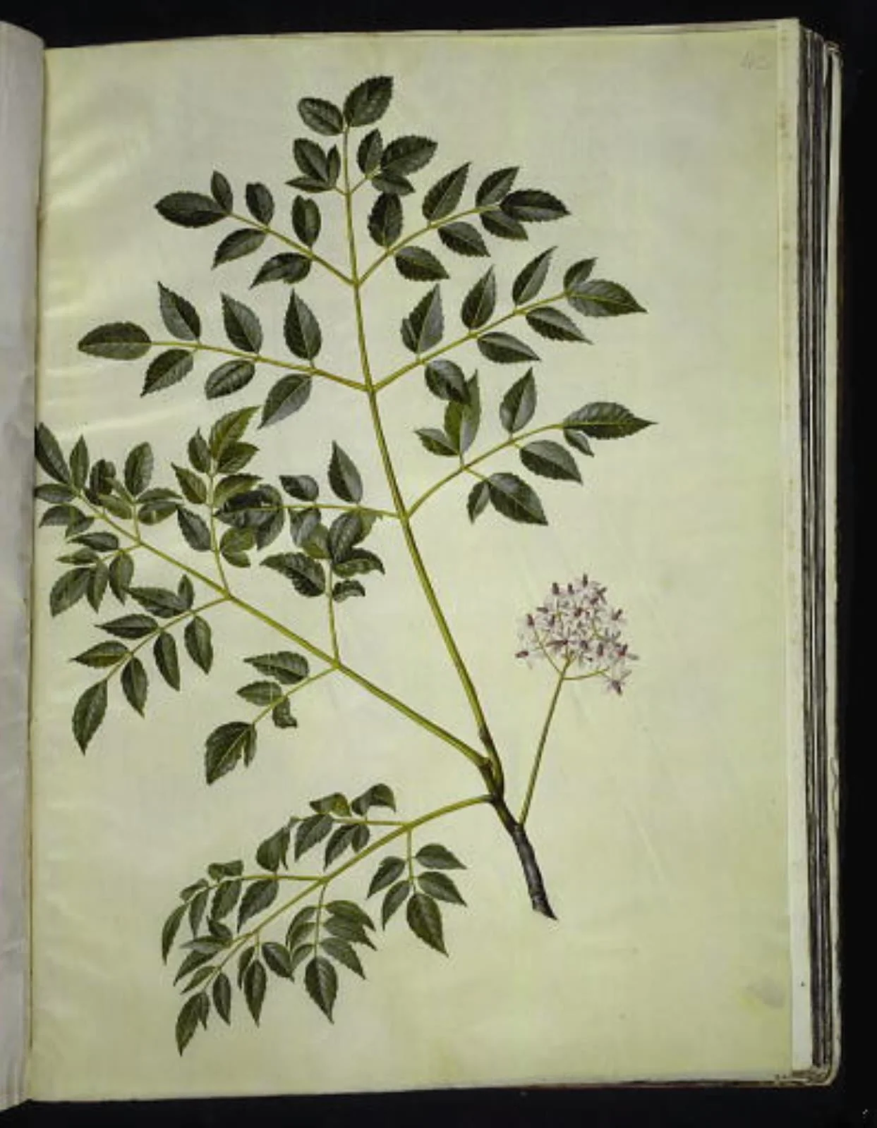 Melia azedarach (paternostertræ), by Unknown, unspecified, 1654