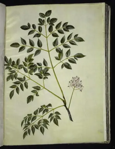 Melia azedarach (paternostertræ)