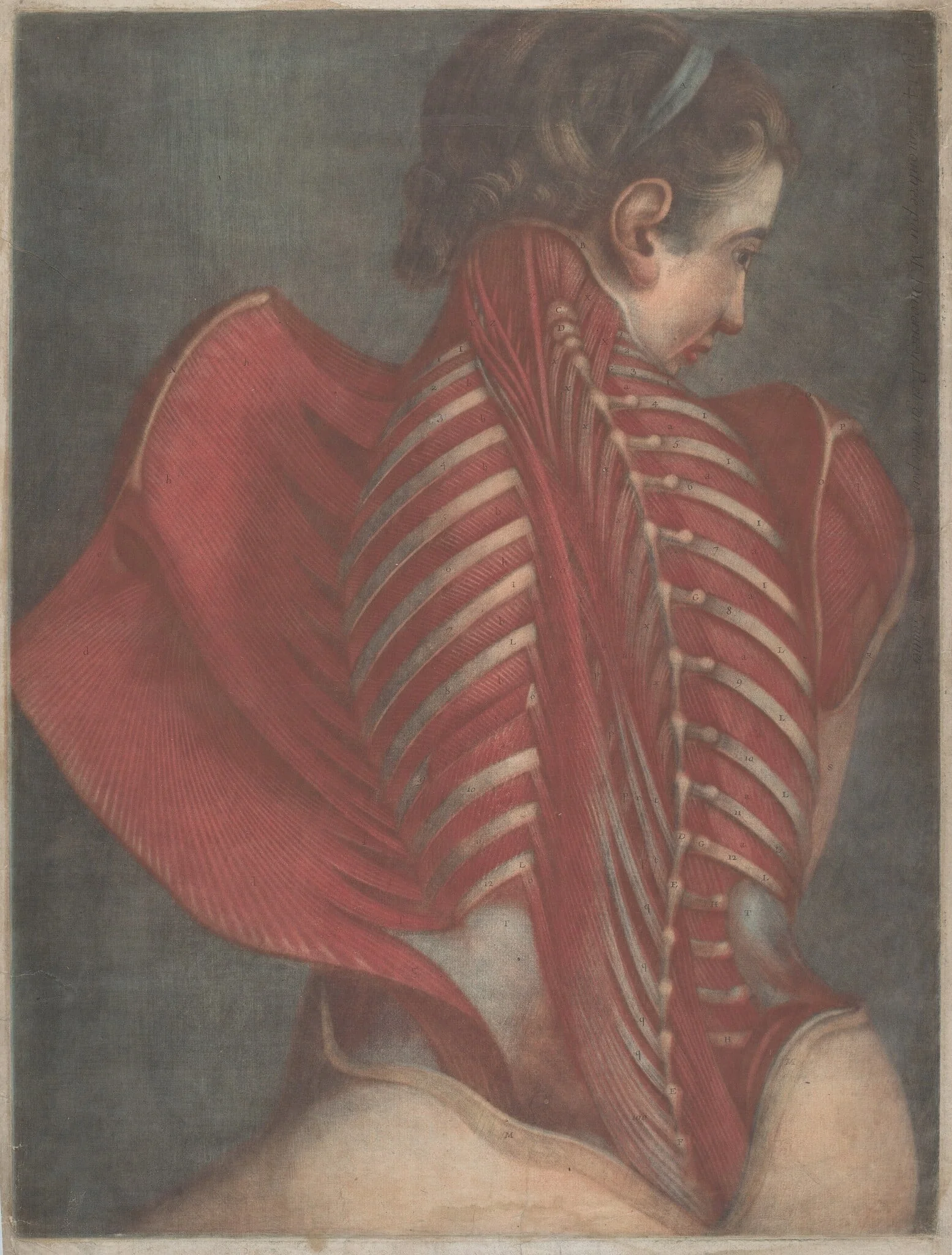 L'Ange anatomique (The Anatomical Angel) or Dissection of a Woman's Back, by Jacques-Fabien Gautier Dagoty, ink, 1746