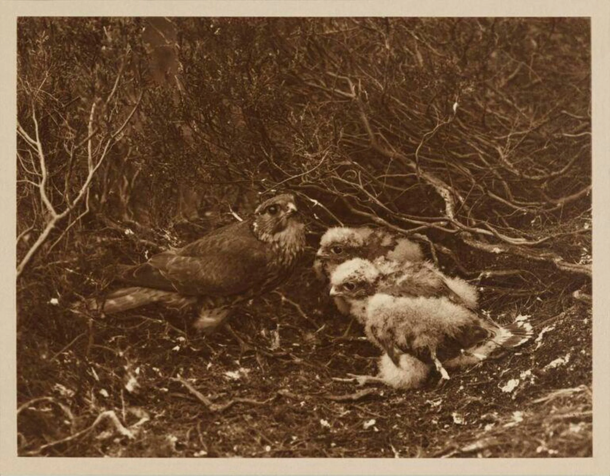 Merlin, by Zoological Photographic Club, photographic
