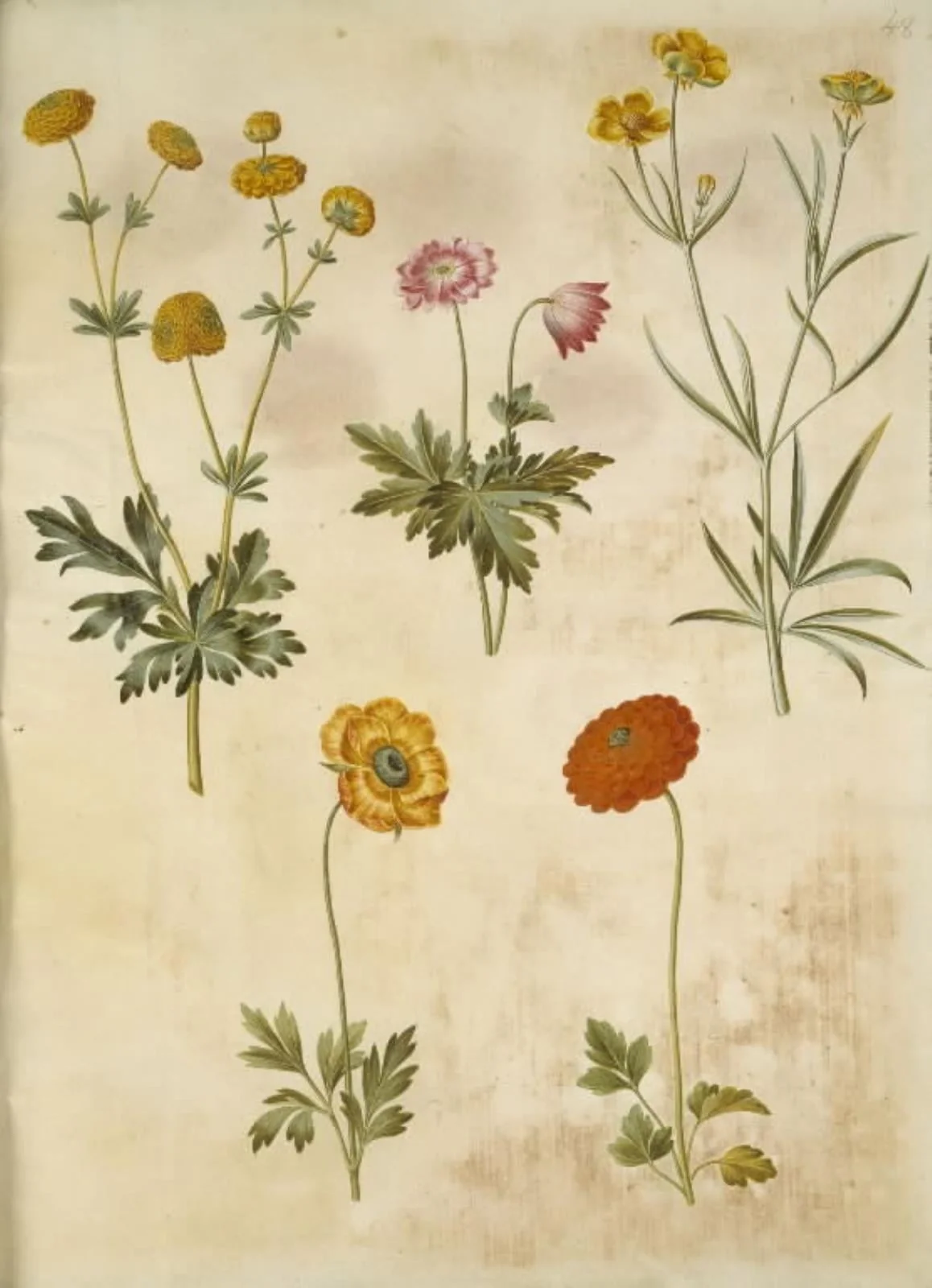 Ranunculus acris (guldknap-ranunkel); Anemone nemorosa (hvid anemone); Ranunculus illyricus (steppe-ranunkel); Ranunculus asiaticus (have-ranunkel)