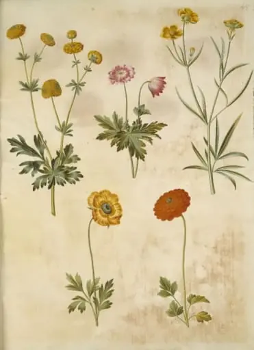 Ranunculus acris (guldknap-ranunkel); Anemone nemorosa (hvid anemone); Ranunculus illyricus (steppe-ranunkel); Ranunculus asiaticus (have-ranunkel)