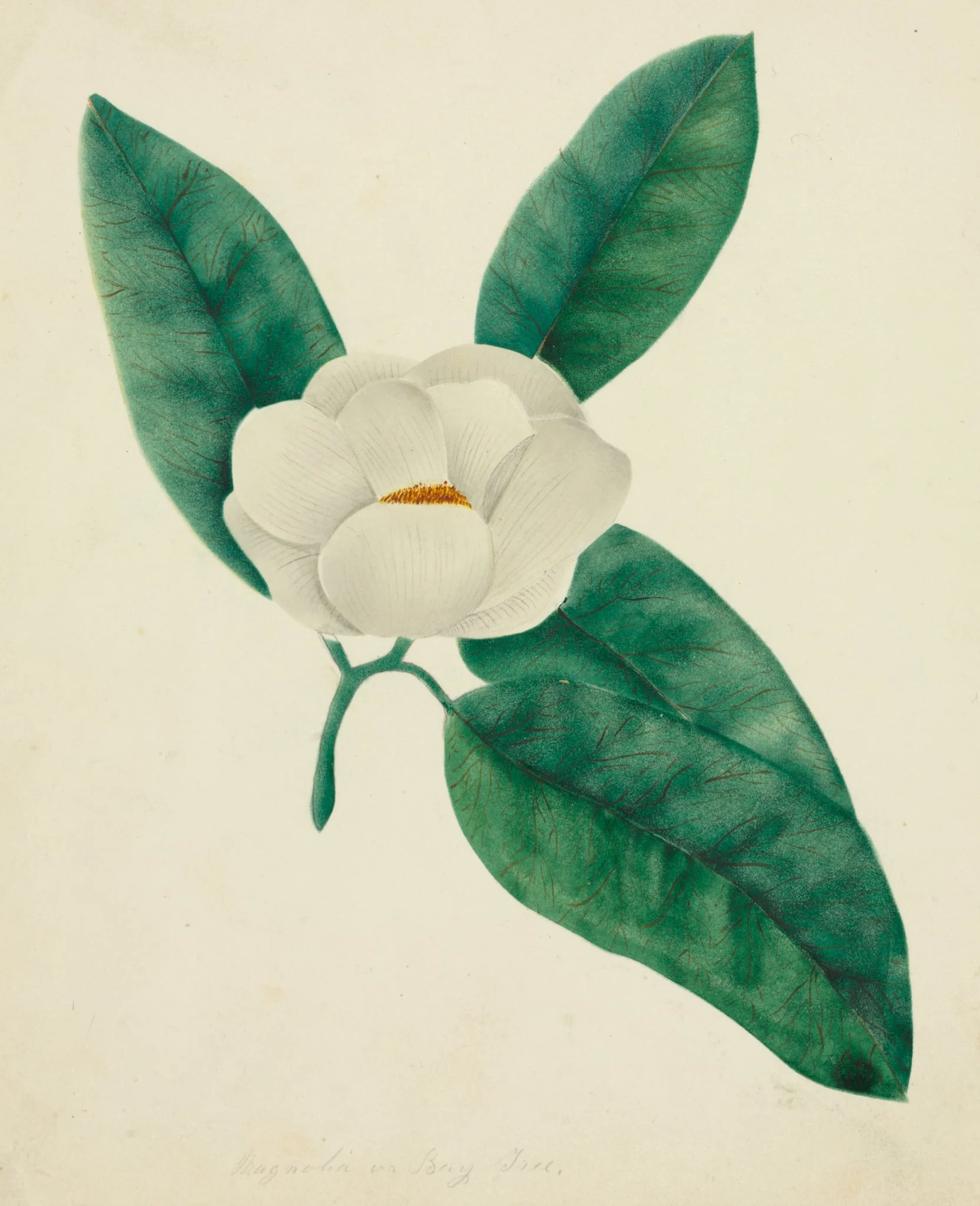 Magnolia, by Mary Altha Nims, 1804