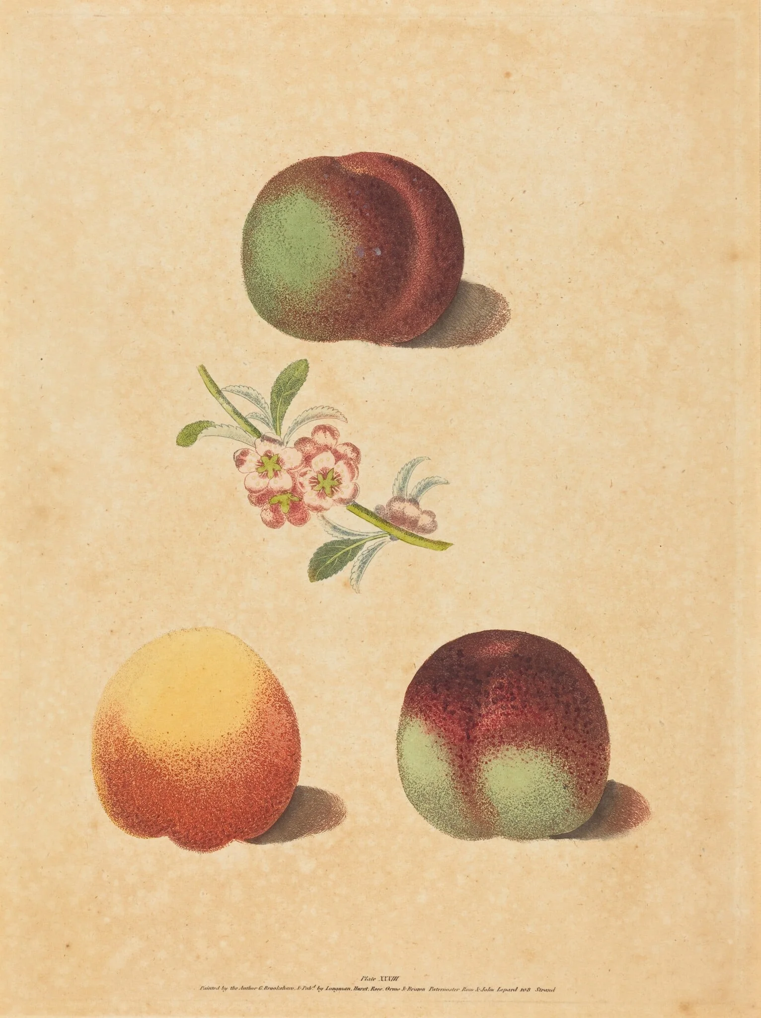 Three Peaches, by George Brookshaw, ink, 1817