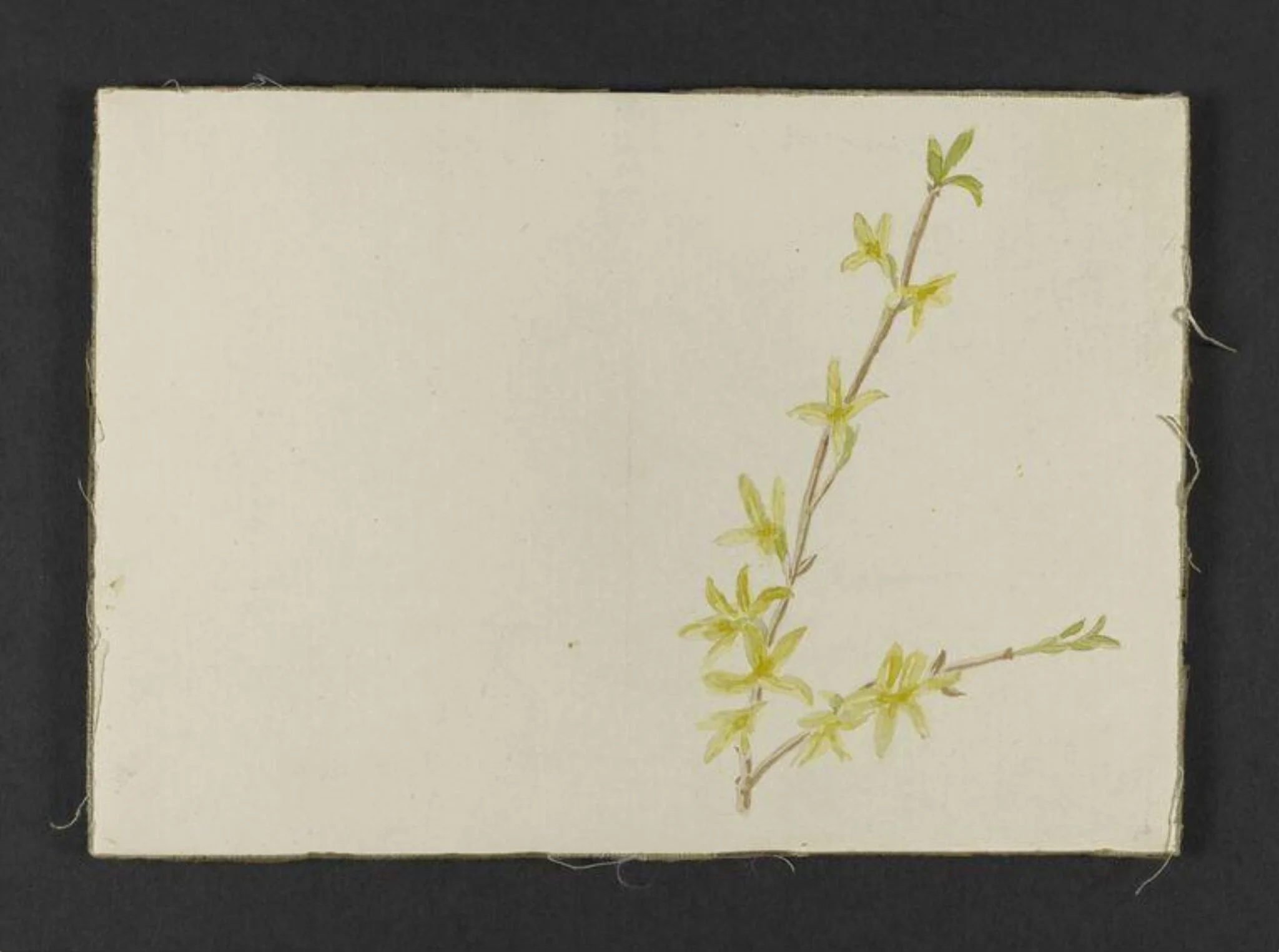 Spray of yellow forsythia, by Beatrix Potter, watercolor, 1880