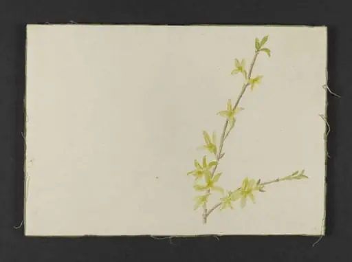 Spray of yellow forsythia
