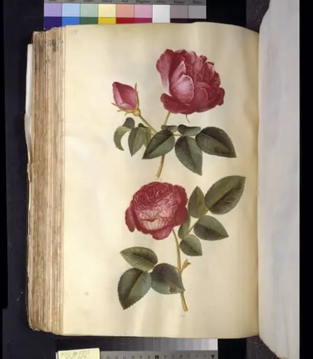 Rosa gallica (apoteker-rose); Rosa (?) (rose)