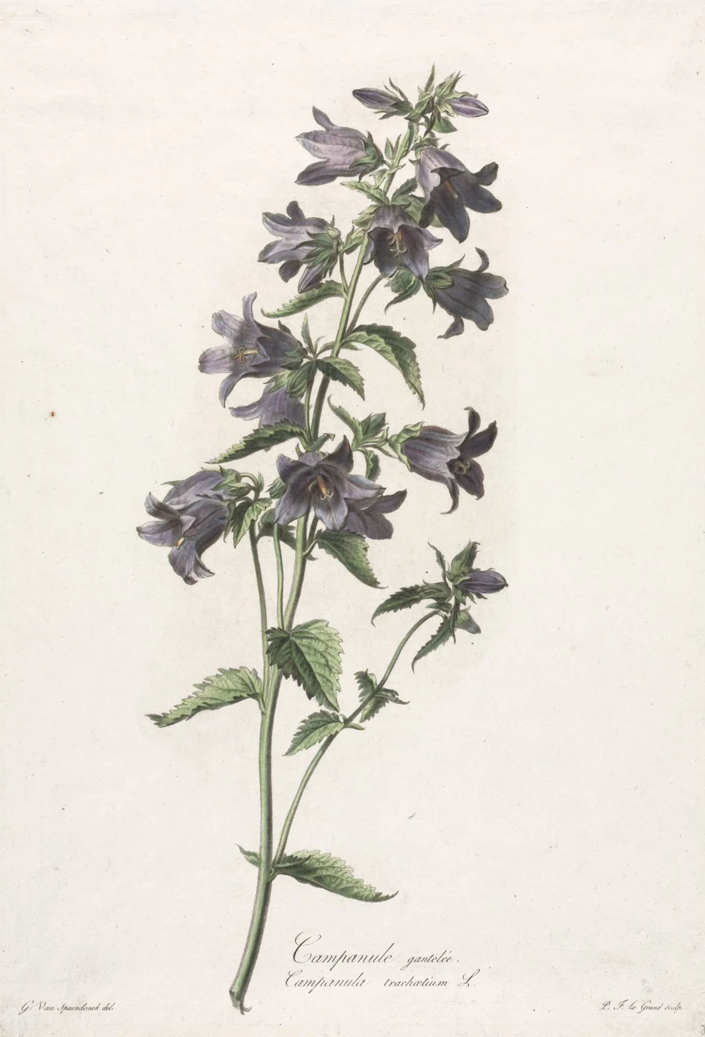 Fleurs dessinées d'après nature:  Campanule gantelée, by Gerard van Spaendonck, 1800