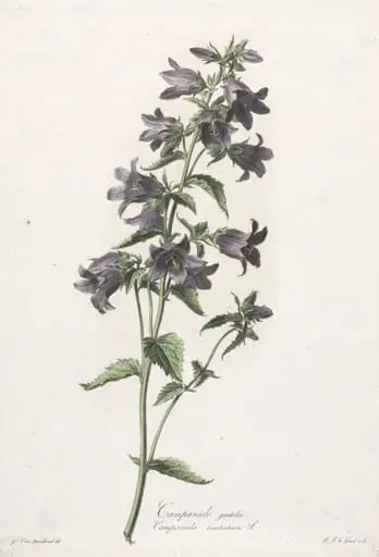 Fleurs dessinées d'après nature:  Campanule gantelée