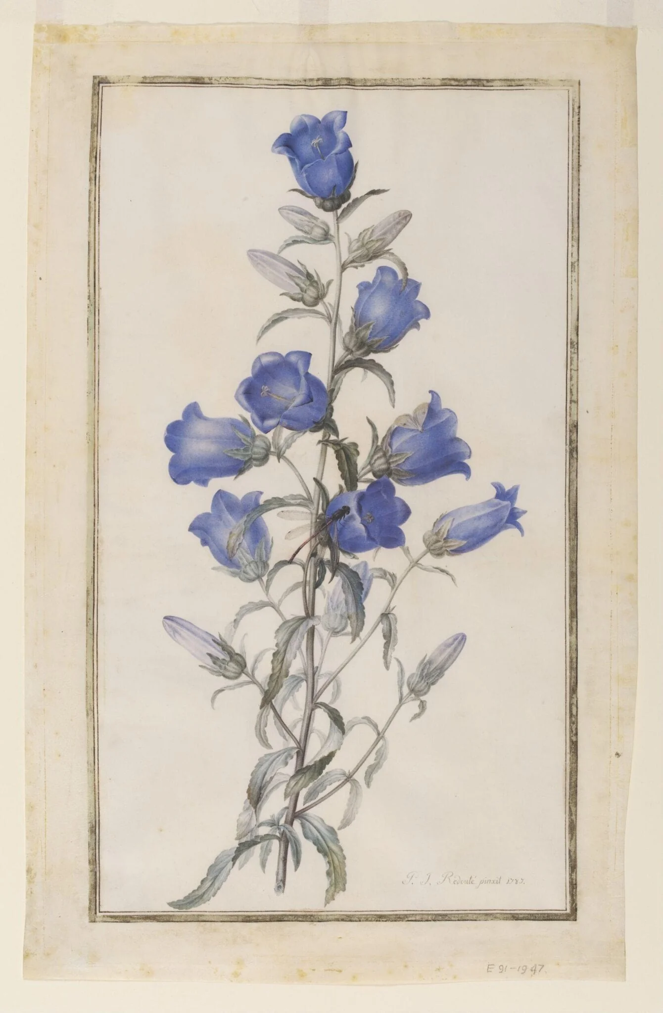 Canterbury Bells (Campanula medium), by Pierre Joseph Redouté, watercolor, 1787