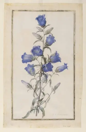 Canterbury Bells (Campanula medium)