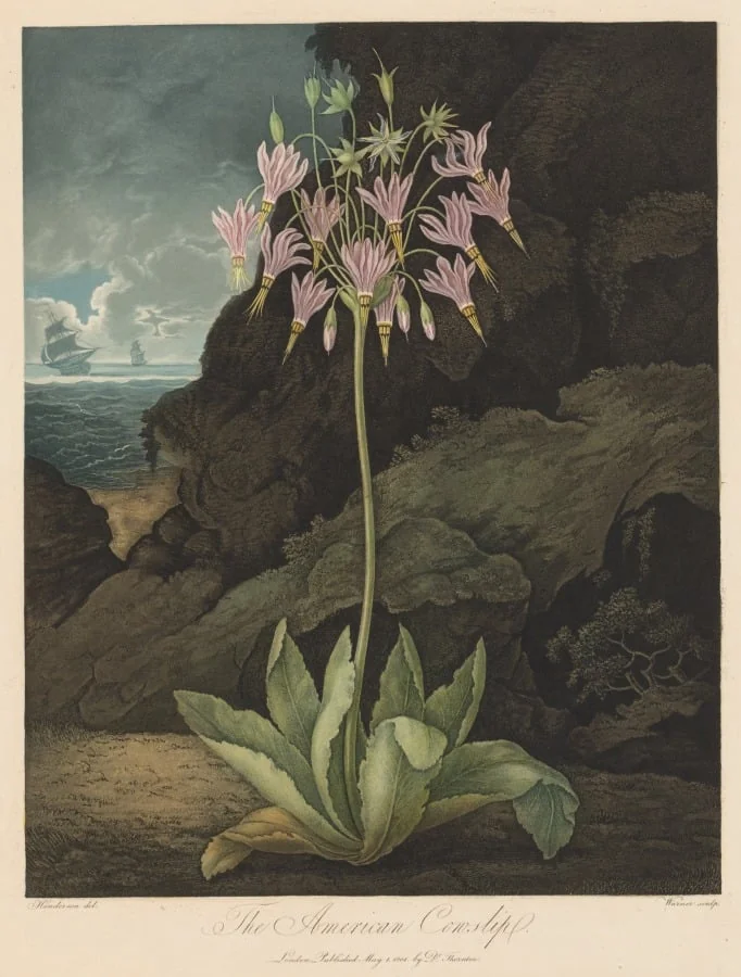 The American Cowslip, Plate 26, by Thomas Warner, 1801