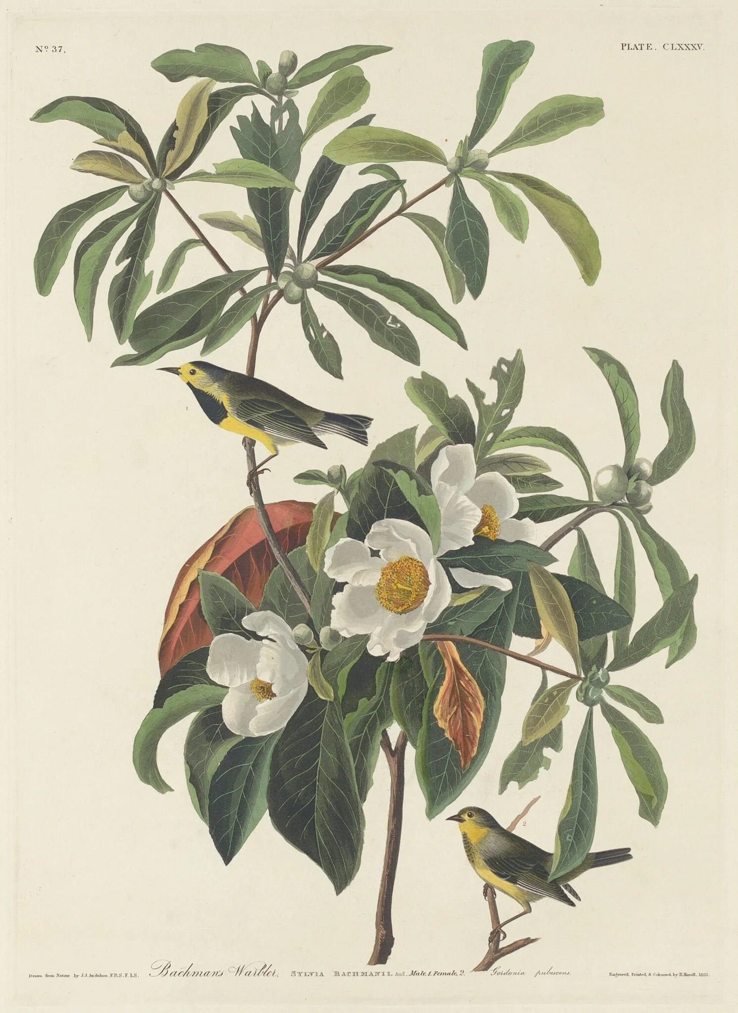 Bachman's Warbler, by Robert Havell Jr., ink, 1834