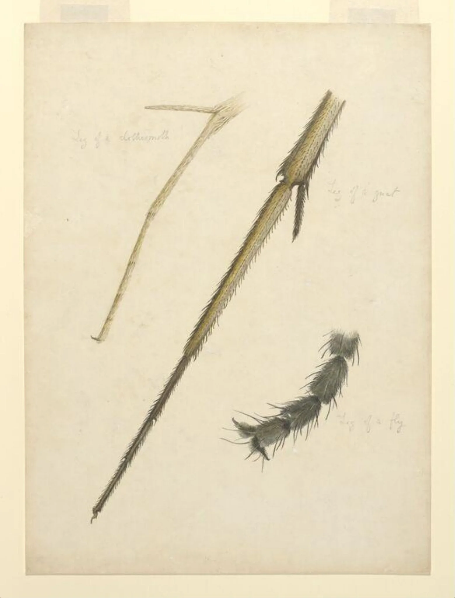 Leg of a clothesmoth, leg of a gnat, leg of a fly, by Beatrix Potter, watercolor, 1886