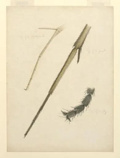 Leg of a clothesmoth, leg of a gnat, leg of a fly