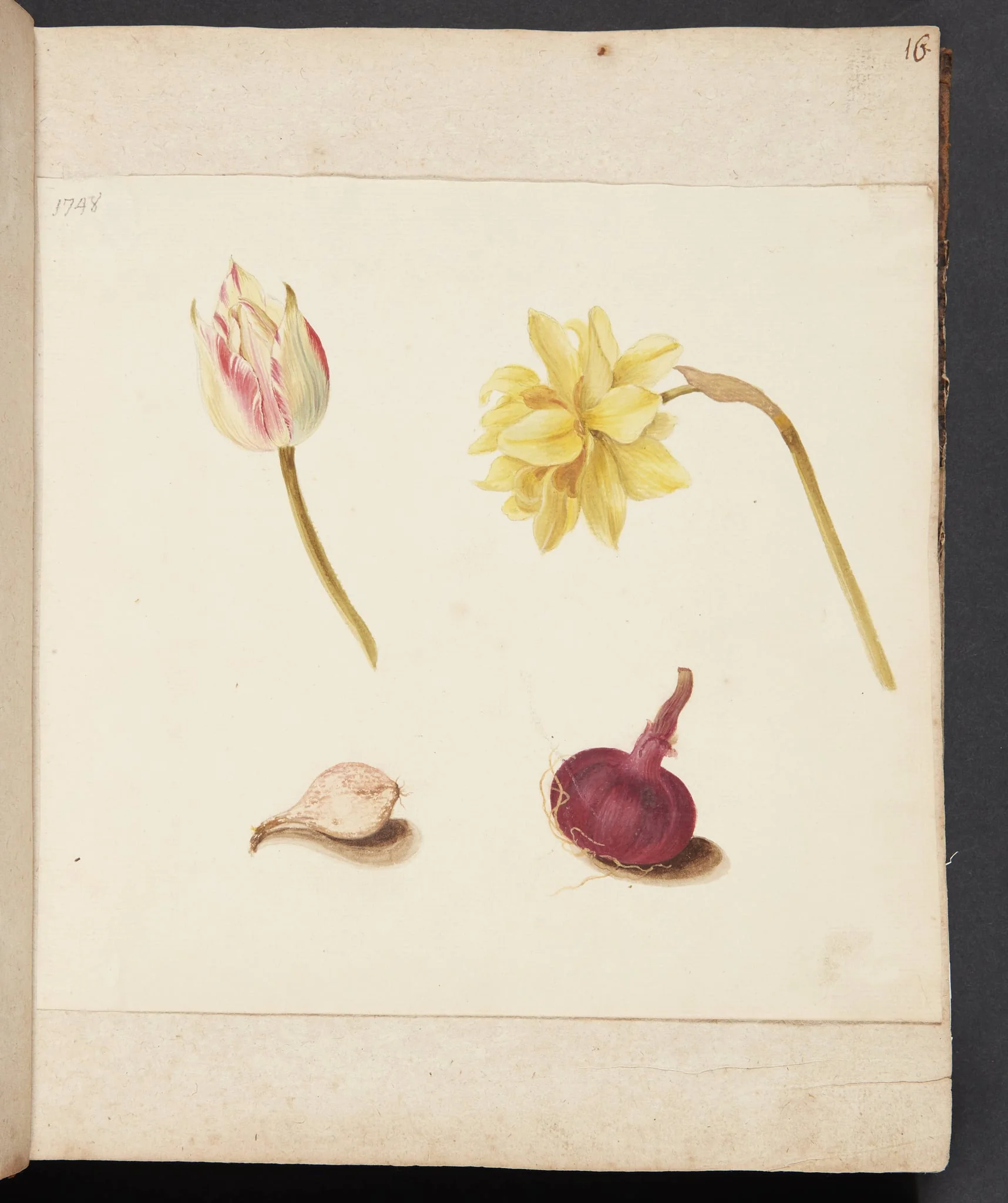 Studie af blomster og løg, by Unknown, unspecified, 1748