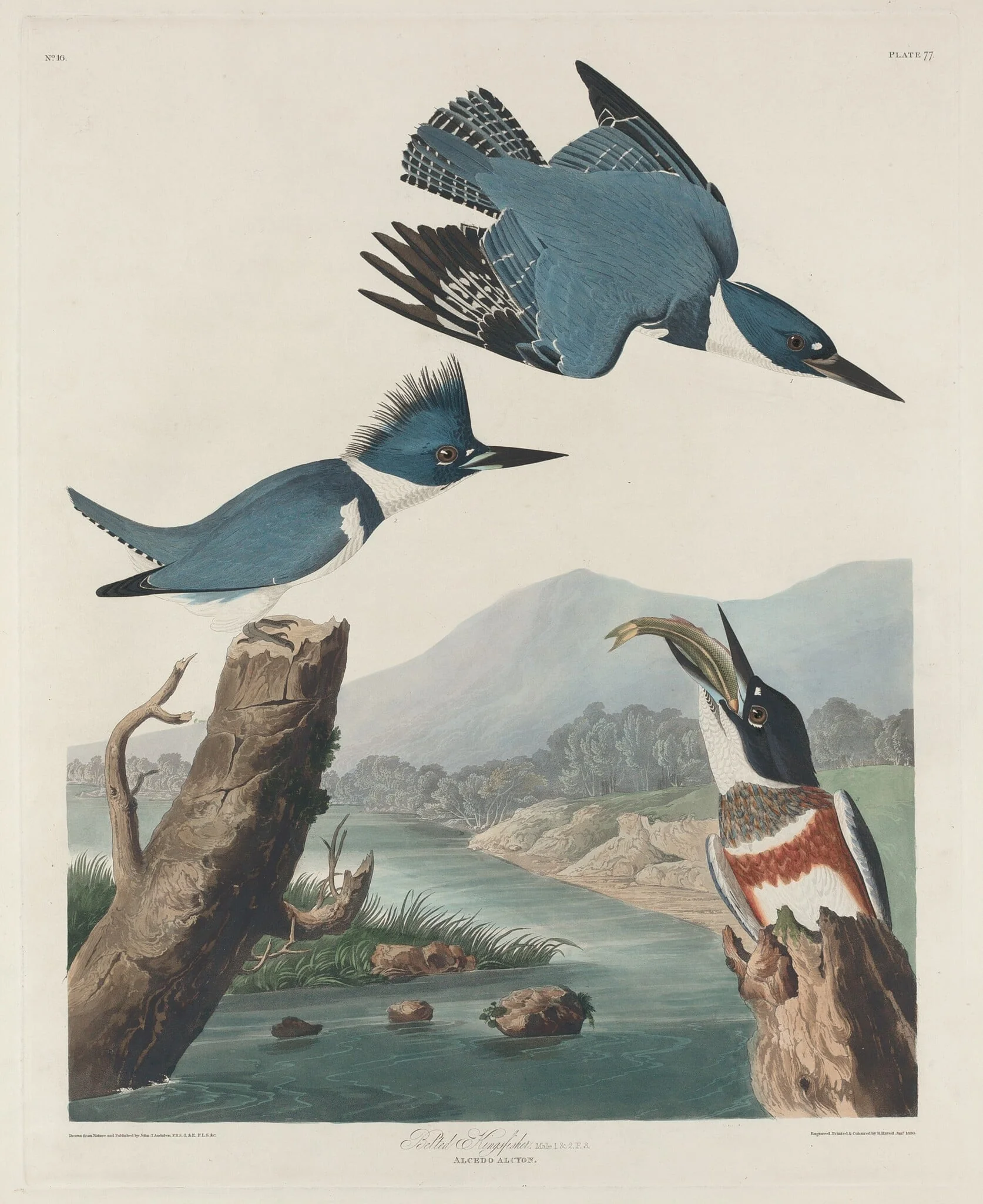 Belted Kingsfisher, by Robert Havell Jr., ink, 1830