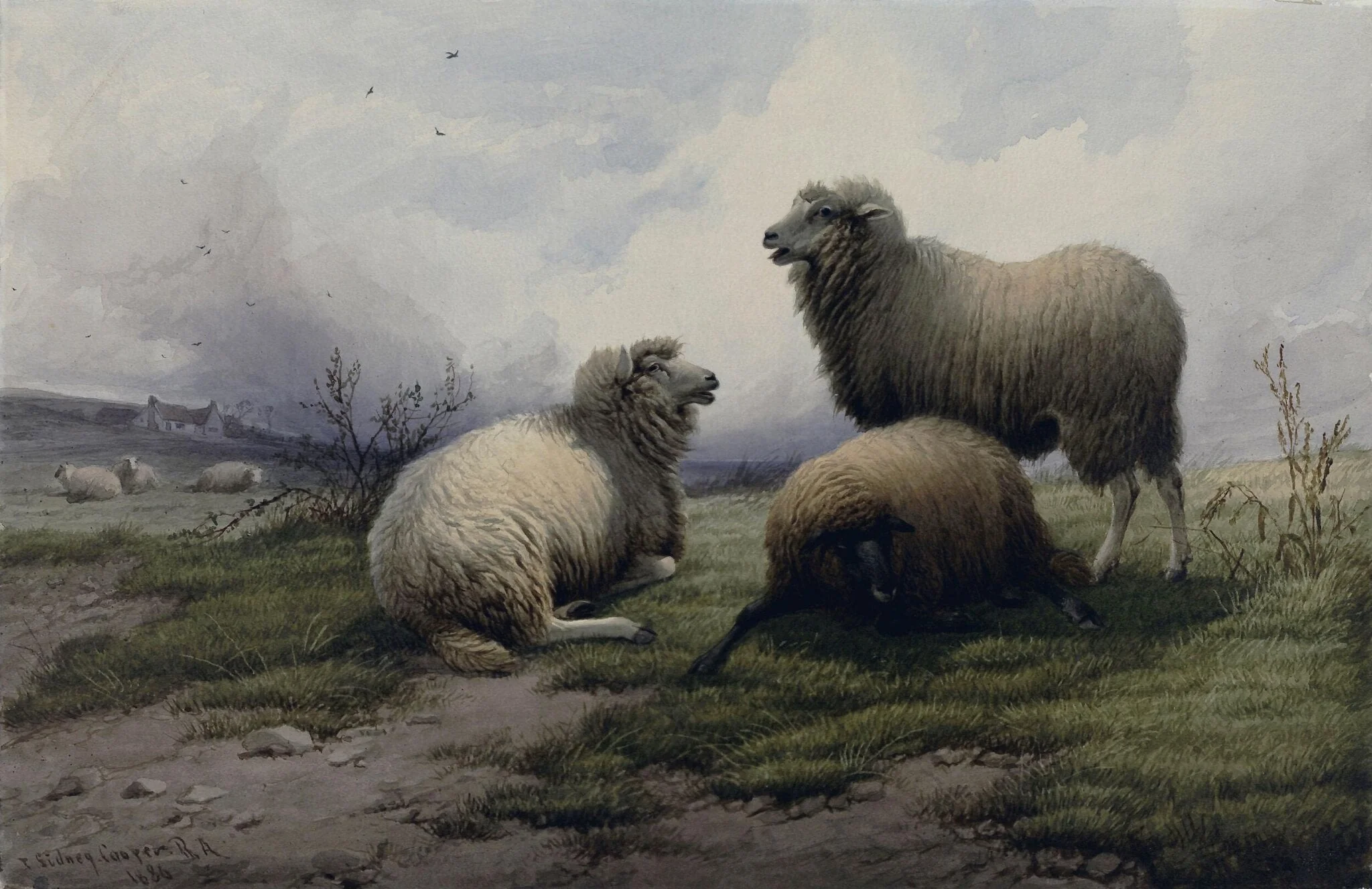 Sheep, by Thomas Sidney Cooper, watercolor, 1886